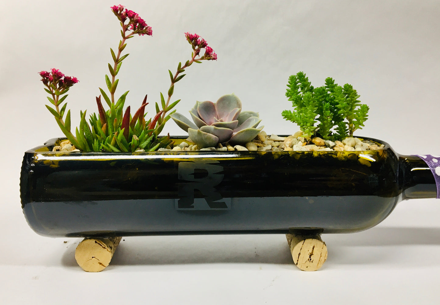 Terrario horizontal.